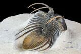 Nice, Spiny Kolihapeltis Trilobite - Rare Species #108183-5